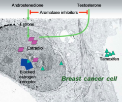 - Selective Estrogen Receptor Modulator (SERM)
- Useful for breast cancer by blocking estrogen receptors