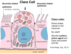 dome shaped, cuboid or low columnar
no cilia
secrete surfactant and clara cell protein (CC16)