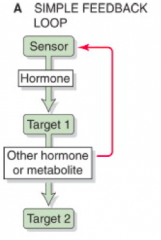 - Sensor (eg, β cell in a pancreatic islet) detects some regulated variable (e.g., plasma [glucose]) 
- Sensor responds by modulating its secretion of a hormone (e.g., insulin)
- This hormone, in turn, acts on a target (e.g., liver or muscle) t...
