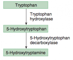 Synthesised from amino acid TRYPTOPHAN 