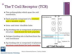 A TCR has two polypeptides which span the cell membrane which contain like BCRs constant and variable regions. TCRs have disulfide links between the polypeptides and within variable and contant regions. Both peptides form Ag binding site