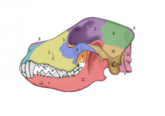 Where is the parietal bone, the temporal bone, and the mandible?