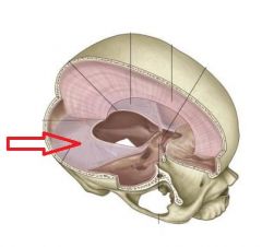 This dural septa is found in the transverse fissure. It separates the occipital lobe & the cerebellum. It helps to support the weith of the occipital lobe & keep it from crushing the cerebellum.