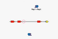 recombinase activating genes RAG-1 and RAG-2 bind to RSS like in immunoglobulin recombination. RAG-1/2 recognise heptamers and nonamers followed by spacing with the 12/23 rule.