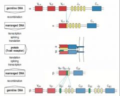 alpha chain = V + J
- then transcription and splicing with C region generates mRNA that is transplated for alpha protein
beta chain = V + J + D
- tx and splicing with C region generates mRNA that is translated to create beta protein 
- a and b...