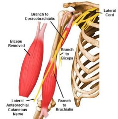 The musculocutaneous nerve, represented by, C5/C6/C7, emerges from CORACHOBRACHIALS MUSCLE. 

Terminal portion: lateral antebrachail cutaneous nerve.