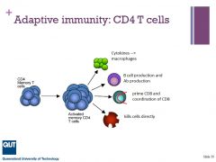 1. cytokines for macrophages
2. b cell activation and Ab production
3. prime CD8
4. kills cells directly