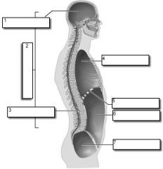 3 represents which body cavity?  What organs are contained inside?