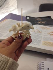 what do these two vertebrae make?