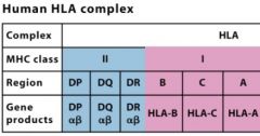 Class II - DP alpha beta, DQ ab, DR ab
Class I - HLA B, HLA A, HLA C