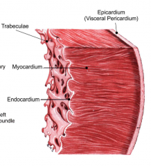 Vessels: tunica intima, tunica media, tunica adventitia 


Heart: endocardium, myocardium (99%), epicardium (visceral pericardium)