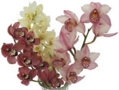 Cymbidium hybrids


 


Cymbidium Orchid