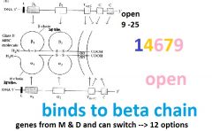 open on one side
can accept longer polypetptide chain 9 aa to 25 aa
more binding pockets
locations are 1,4,6,7,9
binding pockets bind down in the basement, creating a conformation which we think may induce a t cell response
transmembrane and ...