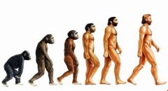 Early humans and 
humans who walk 
upright; believed to be the ancestors of 
humans.