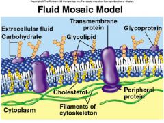
A membrane that is a fluid structure with a "mosaic" of proteins 
embedded into it.
the membrane as a mosaic of 
protein molecules drifting laterally 
in a fluid bilayer of phospholipids.