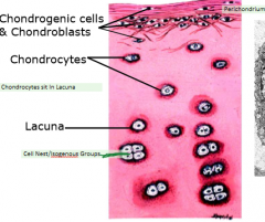 1. Chondrogenic Cells and Chondroblasts (Perichondrium) secrete ECM.
2. Chondrocytes: when chondroblast enters hyaline cartilage proper it is now a chondrocyte.  Reside in cavities called lacunae