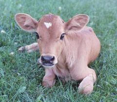 How many of each kind of vertebrae do cows possess?