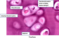 1. Territorial matrix= Rich in GAGs and Stains Darker.  Immediatley surrounds chondrocytes


2. Interterritorial Matrix= Lighter staining areas with different ECM composition


3. Septum= Thin band of territorial matrix which separates cells of an...