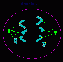 anaphase