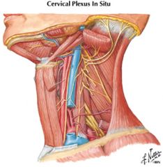hypoglossal nerve (CN XII)