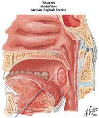 inlet (aditus) of the larynx