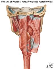 internal branch of superior laryngeal nerve