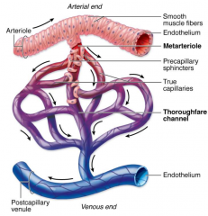 split from arteriole, smooth muscle dissipates as arteriole transitions into thoroughfare channel and eventually venule
