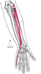 common tendon from lateral epicondyle of humerus