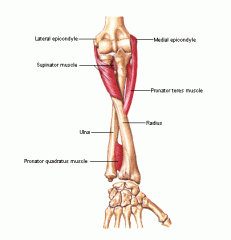 lateral epicondyle of humerus, annular and radial collateral ligaments, superior crest of ulna