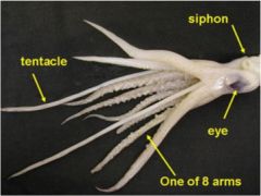 Squid from Class Cephalopoda