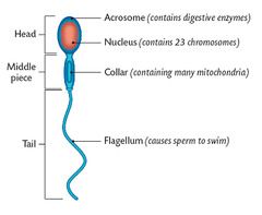 72 hr process, 4 sperms (sperm? Is sperm the plural of sperm? Sperms?)