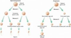 All chromosomes are divided equally; only thing that distinguishes males from females - females produce larger nutrient filled gametes