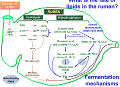 - Linoleic acid (18:2) is converted to rumenic acid (CLA) by isomerase and then to vaccenic acid (trans 18:1) and finally stearic acid (18:0)
- During altered fermentation (ie high grain), linoleic acid may get converted to a different CLA by isom...