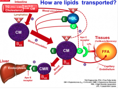 - Intestine makes chylomicrons and HDL. Both end up in circulation.
- HDL donates Apo protein C to the chylomicron, making it mature, and helping it go to the tissues 
- The enzyme lipoprotein lipase along with an Apo C receptor can "grab" CMs. Th...