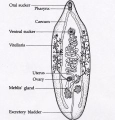 Opisthokonta, Platyhelminthes, Trematoda