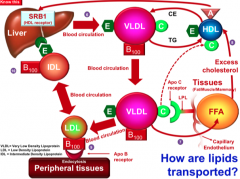 - The liver repackages TGs and cholesterol that were in the CM remnant into very low density lipoprotein (which has ApoB100)
- VLDL can be hydrolyzed by peripheral tissues via the Apo C receptor and LPL enzyme (same as CM mechanism). 
- Now the VL...