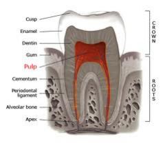 the tip of the root of a tooth