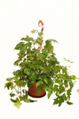 Cissus


rhombifolia


 


Oak Leaf Ivy