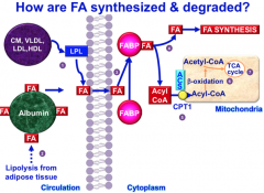 - Fatty acids enter the cell.
- Fatty acids are transported by FABP (fatty acid binding protein) to their destination: either FA synthesis or beta oxidation
- CPT1 controls entry to mitochondria. Once in mitochondria = beta oxidation and TCA cycle