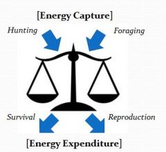 Metaphorically = an Energy Budget

