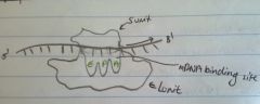 2 subunits
L subunit (large) has 3 RNA sites
S subunit (small) has 1 RNA site