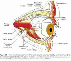 The muscle cone lies posterior to the equator. It consists of the extraocular muscles, the
extraocular muscle sheaths, and the intermuscular membrane. Whether the muscle cone
extends to the orbital apex is controversial.