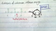 dideoxynucleoside triphosphates
Lack an OH group on the 3' end