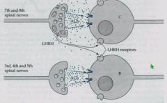 ACh has rapid action and does not diffuse far because rapidly broken down and removed.


LHRH diffuses further than ACh and acts on receptors at more distanct postsynaptic terminals - influences activity at many terminals.