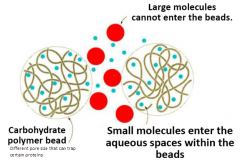 Chromatography column separates protein by size (molecular weight)


 


Column matrix (resin) consists of porous beads with varying pore size


 


Like a sponge with holes in it which small things can go in and get stuck


 


Cal...