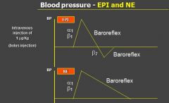 - High dose administration of EPI → BP increases because it is binding to a1 and b1 causing the constriction of the vessels
- the resulting high blood pressure is decreased via the baroreflex