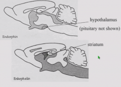 Majority of endorphins are in hypothalamus and pituitary
Majority of enkephalins are in inner neurons of striatum
But, opioid systems are present in many nuclei and in dopaminergic system.