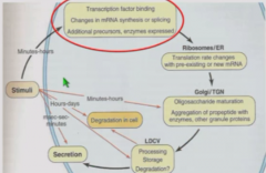 Transcriptional
Activity at synapse sends signal to cell body.
Transcription factors such as CREB are phosphorylated to add additional precursors or enzymes.