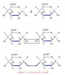 This is how a glycosidic bond is formed and in order to form starch many glucose molecules have to join in this way.