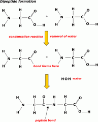 Amino acids are the monomers and they combine to form a dipeptide and polypeptide by the condensation reaction. The joining of two amino acids forms a peptide bond. 
The sequence of amino acids in a polypeptide chain forms the primary structure o...